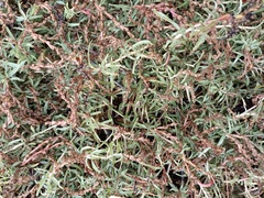 Amaranthus muricatus