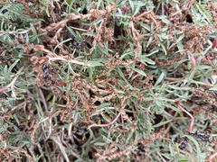 Amaranthus muricatus