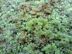 Azolla rubra