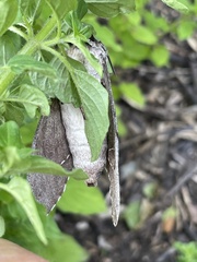 Psilogramma casuarinae