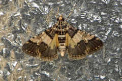 Nacoleia mesochlora