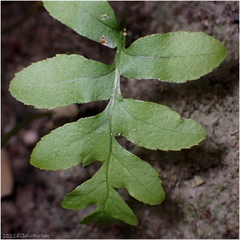 Polypodium californicum