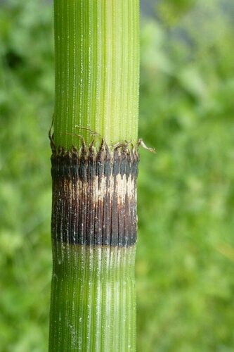 Equisetum praealtum