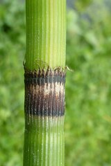 Equisetum praealtum