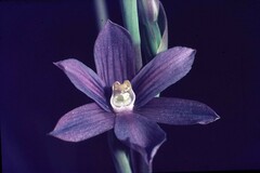 Thelymitra cyanea
