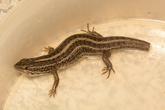 Trachylepis capensis