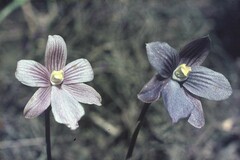 Thelymitra cyanea