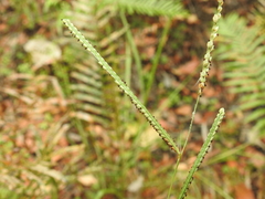 Paspalum scrobiculatum