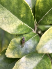 Poecilohetaerus aquilus