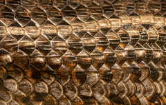 Trachylepis capensis