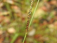 Paspalum scrobiculatum