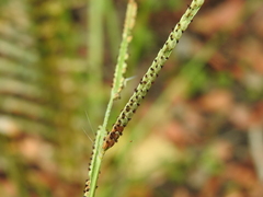 Paspalum scrobiculatum