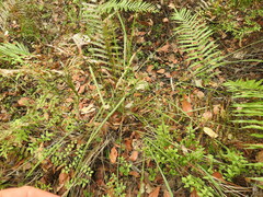 Paspalum scrobiculatum