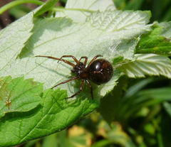 Enoplognatha marmorata