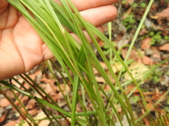 Paspalum scrobiculatum