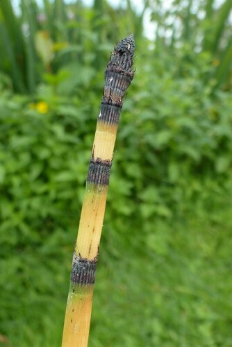 Equisetum praealtum, photograph 1