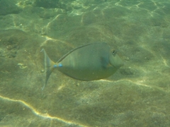 Naso unicornis