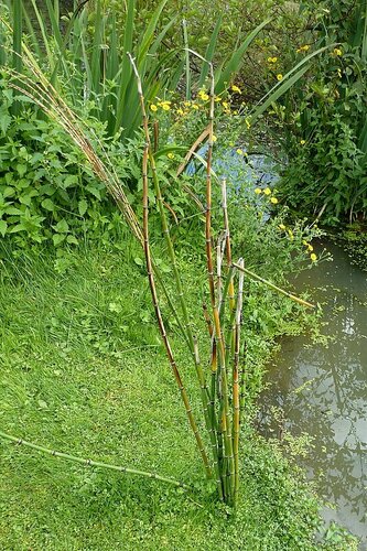 Equisetum praealtum, photograph 2