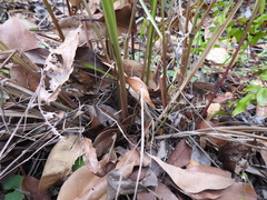 Paspalum scrobiculatum