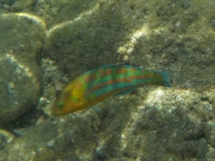 Thalassoma trilobatum