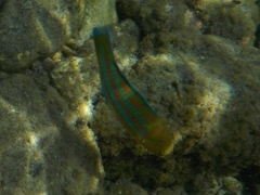 Thalassoma trilobatum