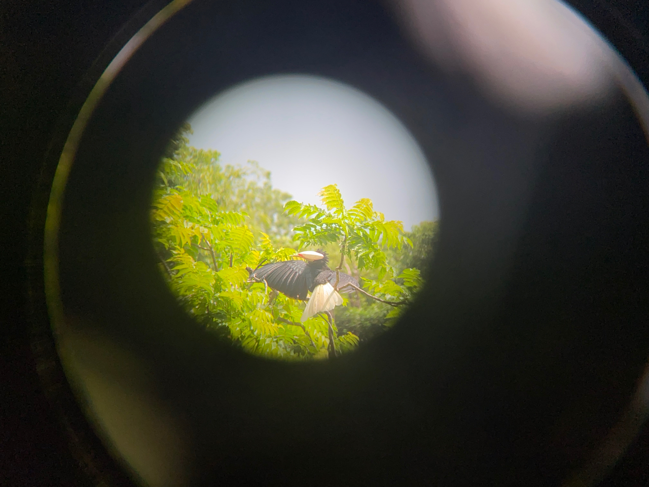 Palawan Hornbill (Anthracoceros marchei), photo 4