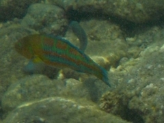 Thalassoma trilobatum