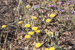 Malacothrix fendleri