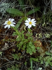 Vittadinia australis
