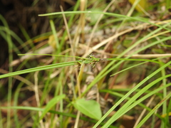 Scleria mackaviensis