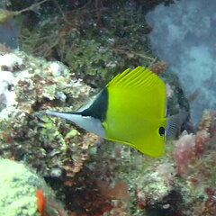 Forcipiger flavissimus