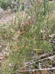 Baloskion tetraphyllum
