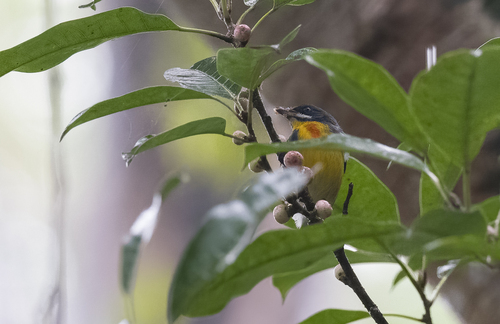 Palawan Flowerpecker (Prionochilus plateni), photo 6