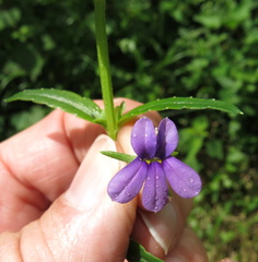 Monopsis stellarioides
