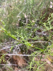 Baloskion tetraphyllum