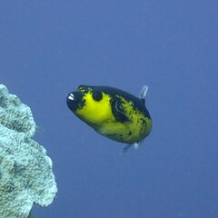 Arothron nigropunctatus