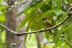 Brachypodius melanocephalos