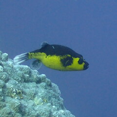 Arothron nigropunctatus