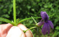 Monopsis stellarioides