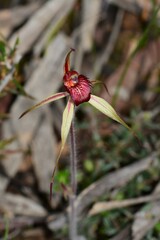 Caladenia ampla