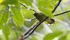 Brachypodius melanocephalos