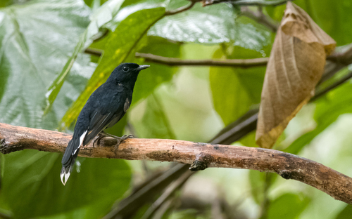 White-vented Shama (Copsychus niger)