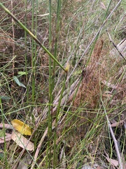 Baloskion tetraphyllum