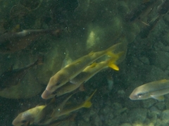 Mulloidichthys vanicolensis