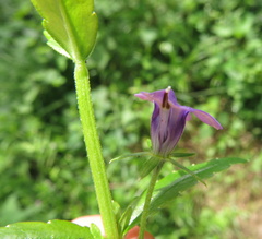 Monopsis stellarioides