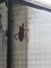 Leptoglossus occidentalis