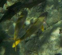 Mulloidichthys vanicolensis