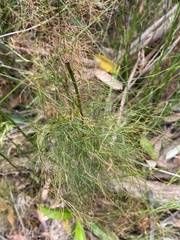 Baloskion tetraphyllum