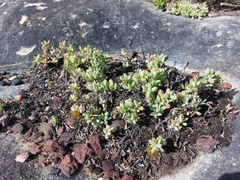 Lampranthus falciformis