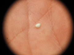 Scleria mackaviensis